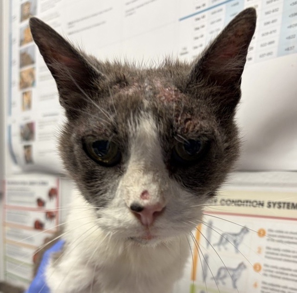 Shelter Stray Male Cat last seen Near 4th Avenue, Escondido, CA, 92025, Escondido, CA 92027