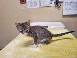 Shelter Stray Male Cat last seen Near N Quince Street, Escondido, CA, 92025, Oceanside, CA 92058