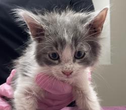 Shelter Stray Male Cat last seen Apt 30,7111 Waite Drive, La Mesa, CA, 91941, El Cajon, CA 92020