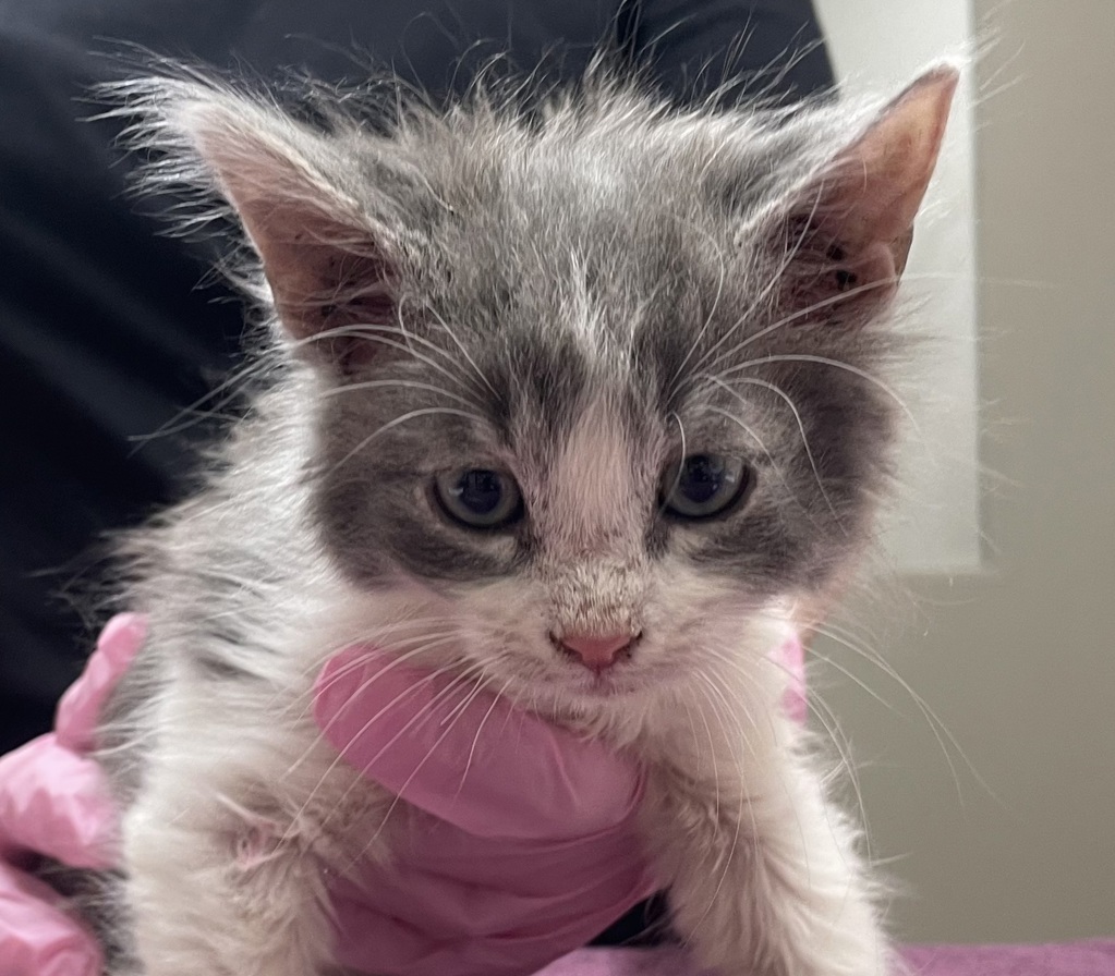 Shelter Stray Male Cat last seen Apt 30,7111 Waite Drive, La Mesa, CA, 91941, El Cajon, CA 92020