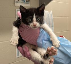 Shelter Stray Male Cat last seen Apt 30,7111 Waite Drive, La Mesa, CA, 91941, El Cajon, CA 92020