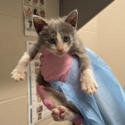 Shelter Stray Female Cat last seen Apt 30,7111 Waite Drive, La Mesa, CA, 91941, El Cajon, CA 92020