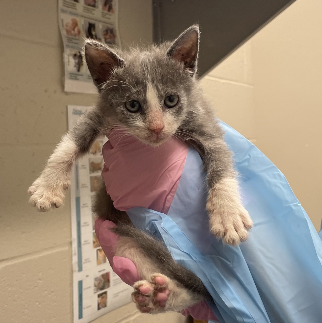 Shelter Stray Female Cat last seen Apt 30,7111 Waite Drive, La Mesa, CA, 91941, El Cajon, CA 92020
