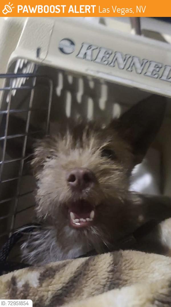 Found/Stray Unknown Dog last seen Talavera apmts Ft Apache (near Sahara), Las Vegas, NV 89117