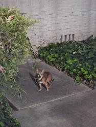 Reunited Unknown Dog last seen Washington St , Santa Clara, CA 95050