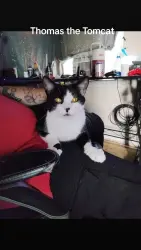 Lost Male Cat last seen 9th Street 10th 11th, Rockford, IL 61104