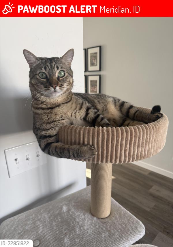 Lost Male Cat last seen Lake Hazel and Ten Mile , Meridian, ID 83642