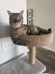 Lost Male Cat last seen Lake Hazel and Ten Mile , Meridian, ID 83642