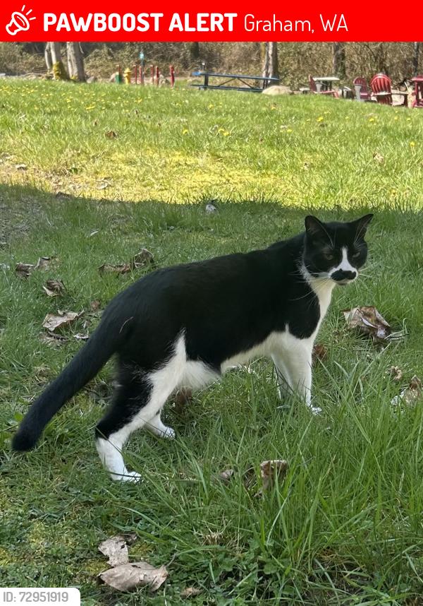 Lost Male Cat last seen 92nd Ave E., Graham, WA 98338