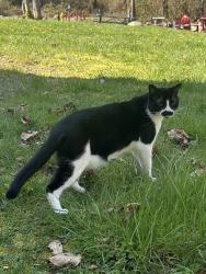 Lost Male Cat last seen 92nd Ave E., Graham, WA 98338