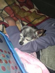 Reunited Male Dog last seen The catholic church on pine road, Bremerton, WA 98310