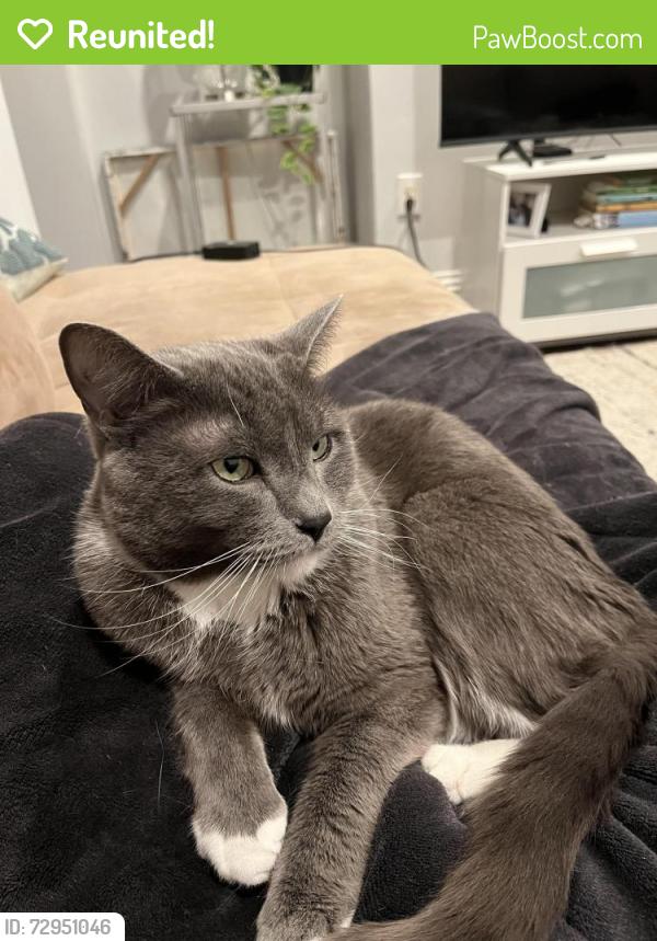 Reunited Male Cat last seen Back of hse along E Pine Way behind E 14th Ave, Homestead, PA 15120