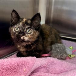 Shelter Stray Female Cat last seen , Palm Springs, CA 92264