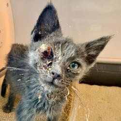 Shelter Stray Male Cat last seen , Palm Springs, CA 92264