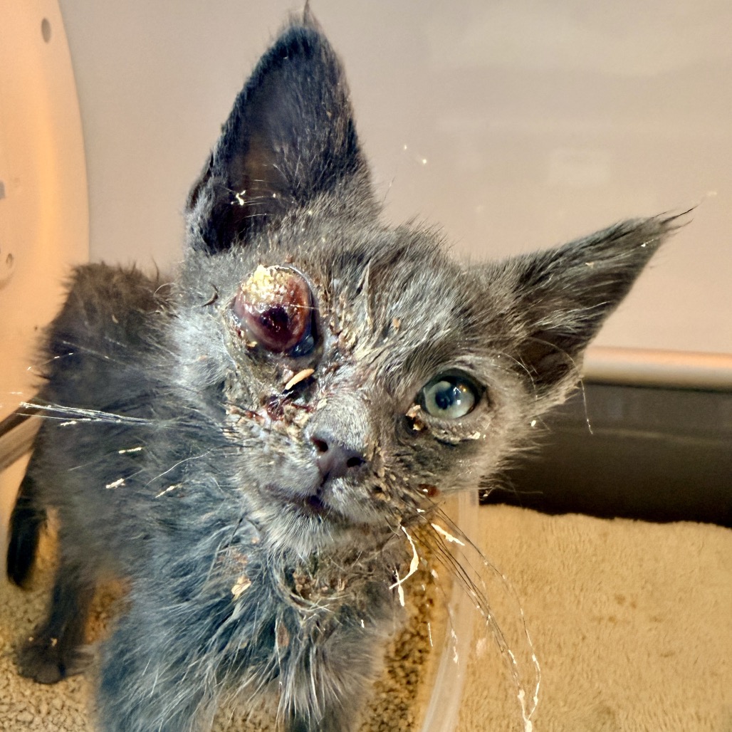 Shelter Stray Male Cat last seen , Palm Springs, CA 92264