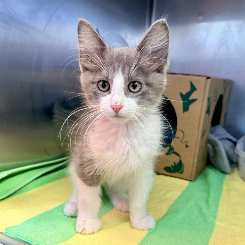 Shelter Stray Male Cat last seen , Palm Springs, CA 92264