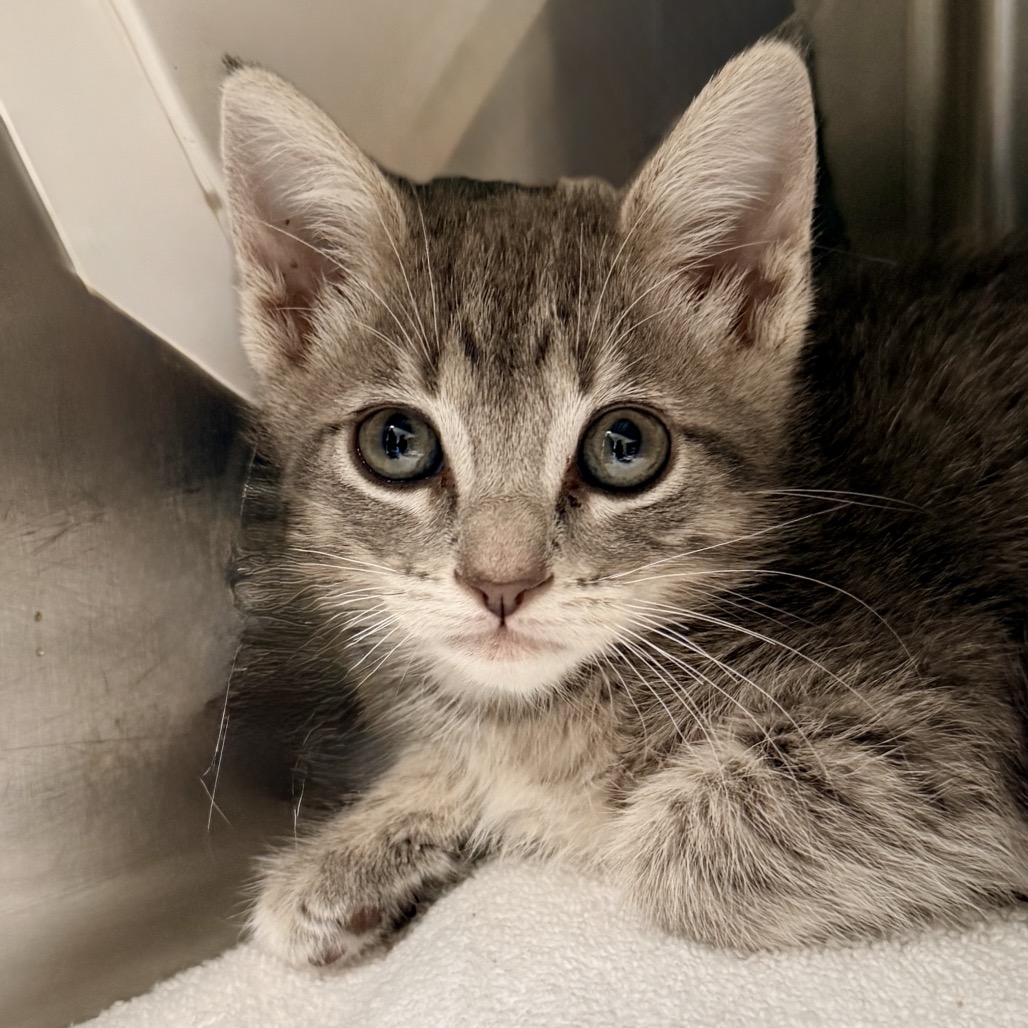 Shelter Stray Female Cat last seen , Palm Springs, CA 92264