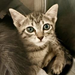 Shelter Stray Male Cat last seen , Palm Springs, CA 92264