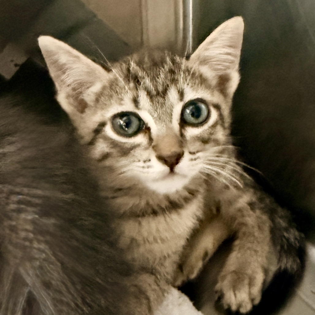 Shelter Stray Male Cat last seen , Palm Springs, CA 92264