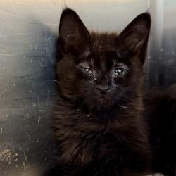 Shelter Stray Female Cat last seen , Palm Springs, CA 92264