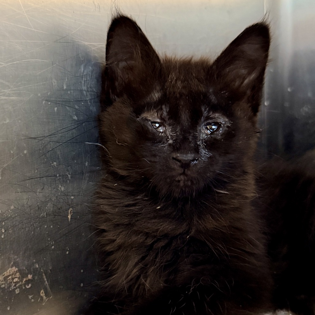 Shelter Stray Female Cat last seen , Palm Springs, CA 92264
