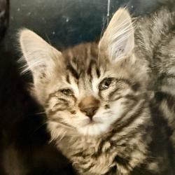 Shelter Stray Male Cat last seen , Palm Springs, CA 92264