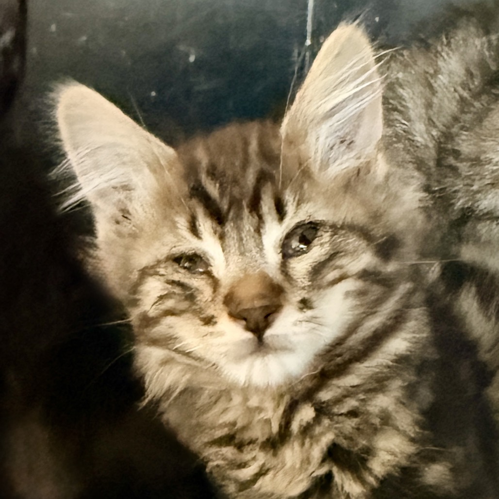 Shelter Stray Male Cat last seen , Palm Springs, CA 92264