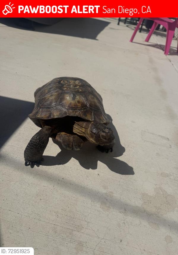 Lost Female Reptile last seen Mt. Everest Blvd, San Diego, CA 92111