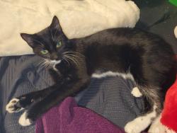 Lost Female Cat last seen Thistledown, Haltom, Windwillow, Woodstock , Fort Worth, TX 76137