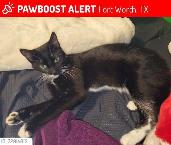 Lost Female Cat last seen Thistledown, Haltom, Windwillow, Woodstock , Fort Worth, TX 76137