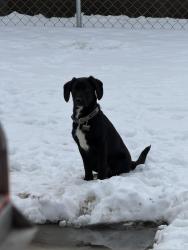 Reunited Male Dog last seen Across the mountain from Little Creek/Cabin Creek area, Winifrede, WV 25214