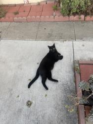 Lost Male Cat last seen Cerritos and Euclid, Anaheim, CA 92804