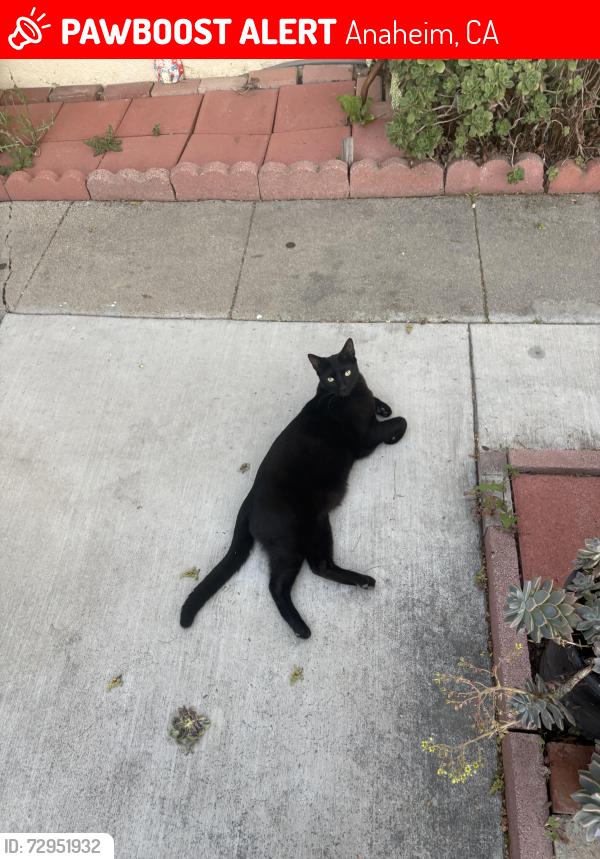 Lost Male Cat last seen Cerritos and Euclid, Anaheim, CA 92804
