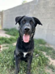 Reunited Male Dog last seen I-10/Wilmont, Tucson, AZ 85756