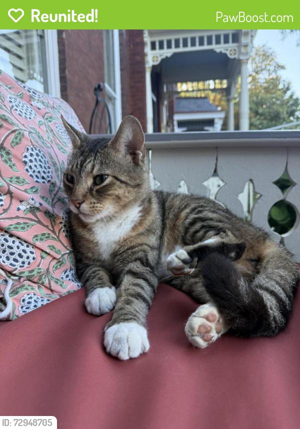 Reunited Unknown Cat last seen Libby Hill Park, Richmond, VA 23223