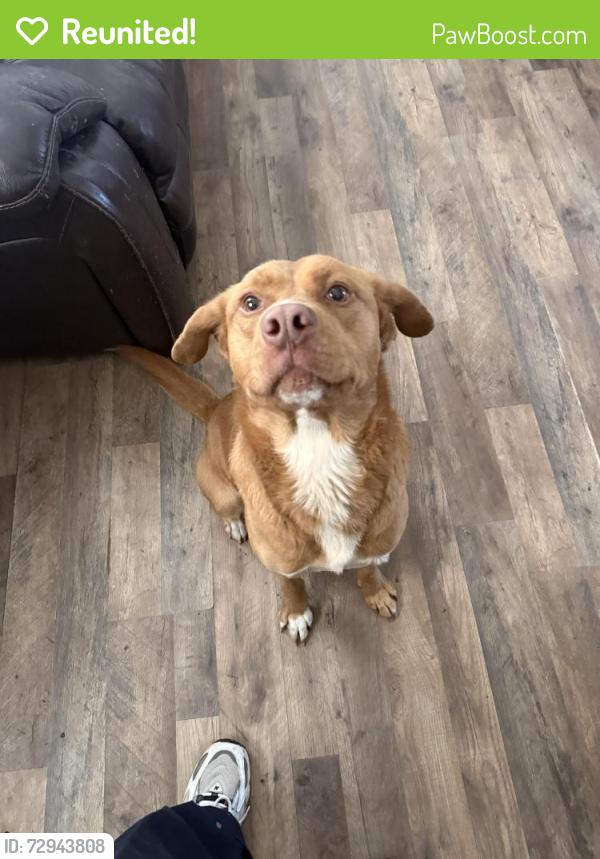 Reunited Male Dog last seen Dollar general, new Warrington rd and Jackson st, Pensacola, FL 32506