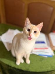 Reunited Male Cat last seen 15th and Montana near the city bank, Santa Monica, CA 90403