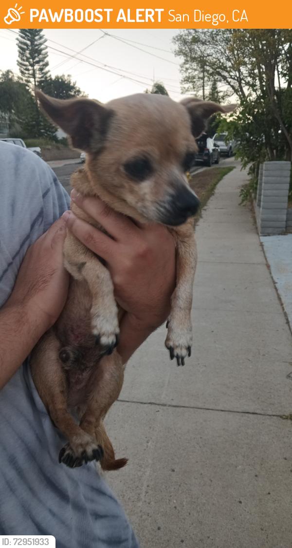 Found/Stray Male Dog last seen Near Lake Murray Blvd / Lake Athabaska, San Diego, CA 92119