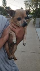 Found/Stray Male Dog last seen Near Lake Murray Blvd / Lake Athabaska, San Diego, CA 92119
