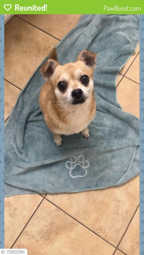 Reunited Male Dog last seen 35th and Deer Vally , Phoenix, AZ 85029