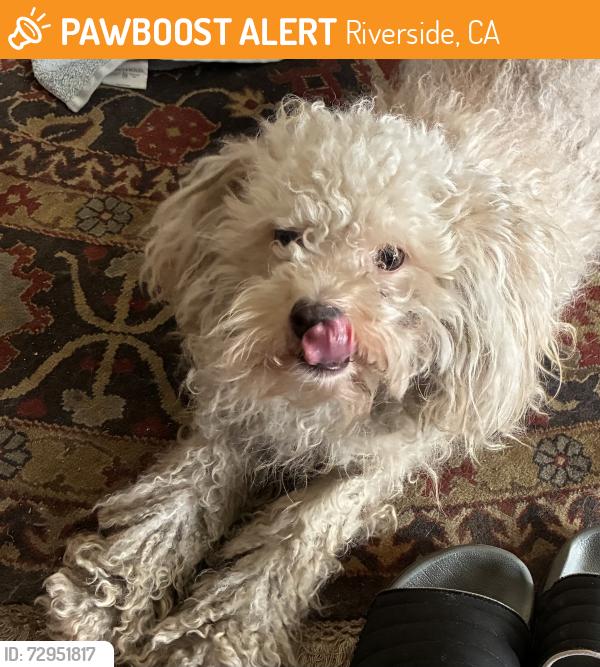 Found/Stray Male Dog last seen Rosewood and Osburn Plac, Riverside, CA, Riverside, CA 92506