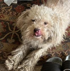 Found/Stray Male Dog last seen Rosewood and Osburn Plac, Riverside, CA, Riverside, CA 92506