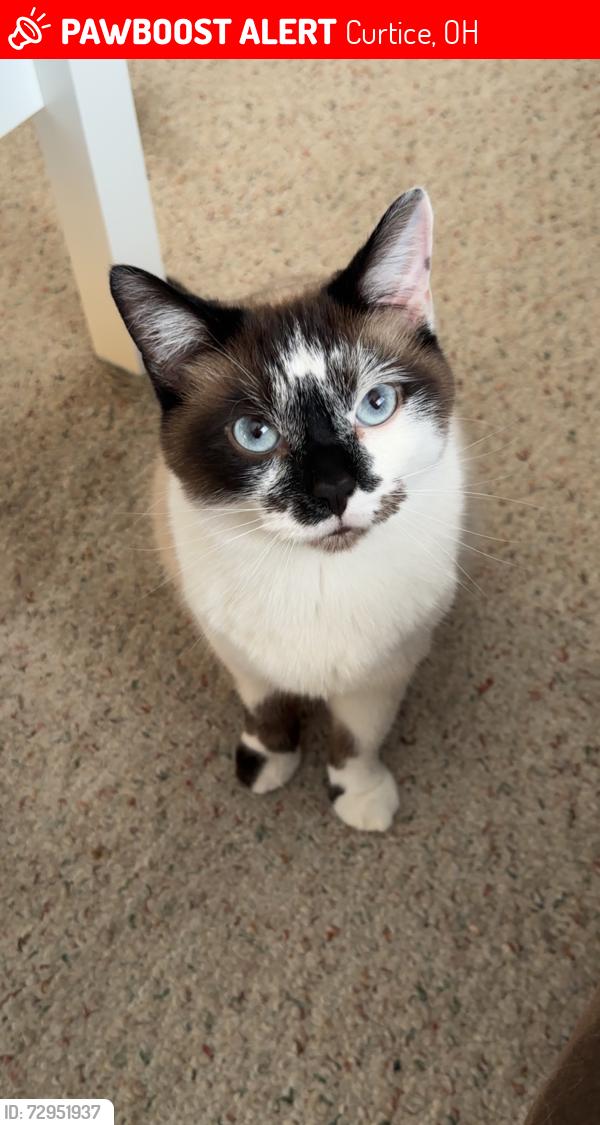 Lost Male Cat last seen Wild acre, road before train track, Curtice, OH 43412