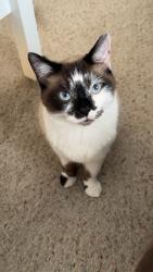 Lost Male Cat last seen Wild acre, road before train track, Curtice, OH 43412