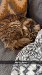 Reunited Female Cat last seen Burnage Lane, Greater Manchester, England M19 1LT