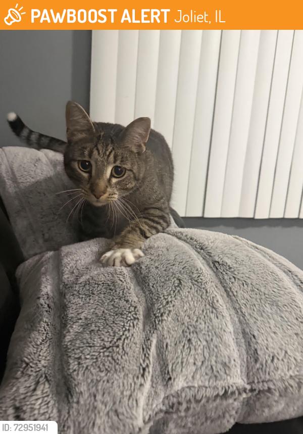 Found/Stray Male Cat last seen Marmion Avenue Joliet IL, Joliet, IL 60436