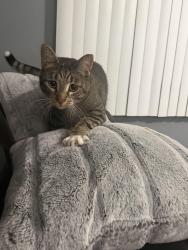 Found/Stray Male Cat last seen Marmion Avenue Joliet IL, Joliet, IL 60436