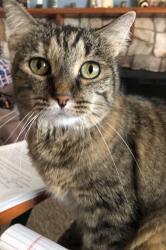 Lost Female Cat last seen Hartford st,  Elliot, alma school, az ave, warner, Chandler, AZ 85225