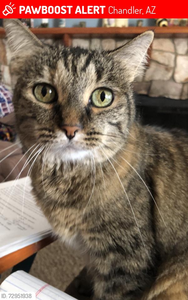 Lost Female Cat last seen Hartford st,  Elliot, alma school, az ave, warner, Chandler, AZ 85225
