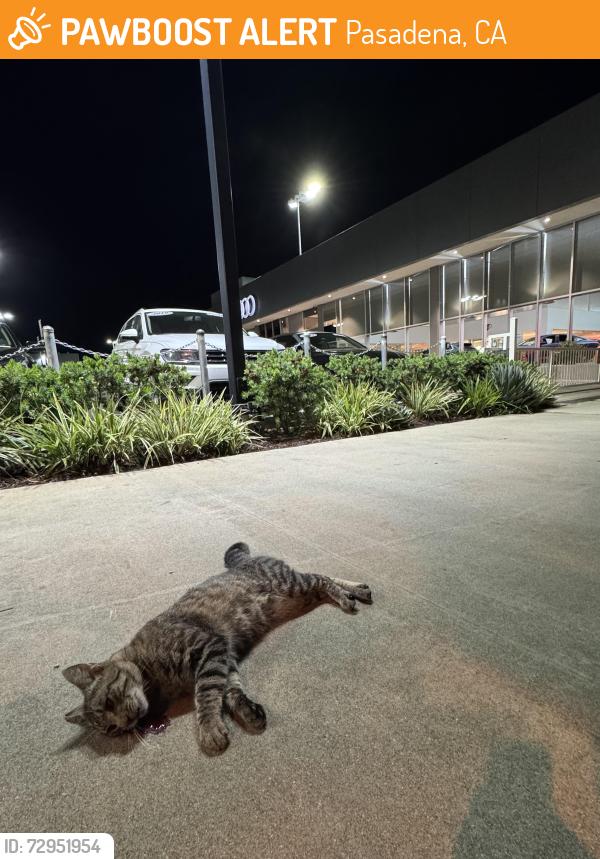 Found/Stray Unknown Cat last seen Audi dealership , Pasadena, CA 91107